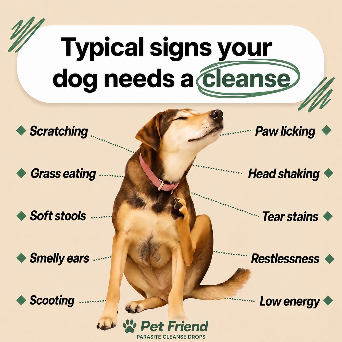 Typical signs your dog needs a cleanse
