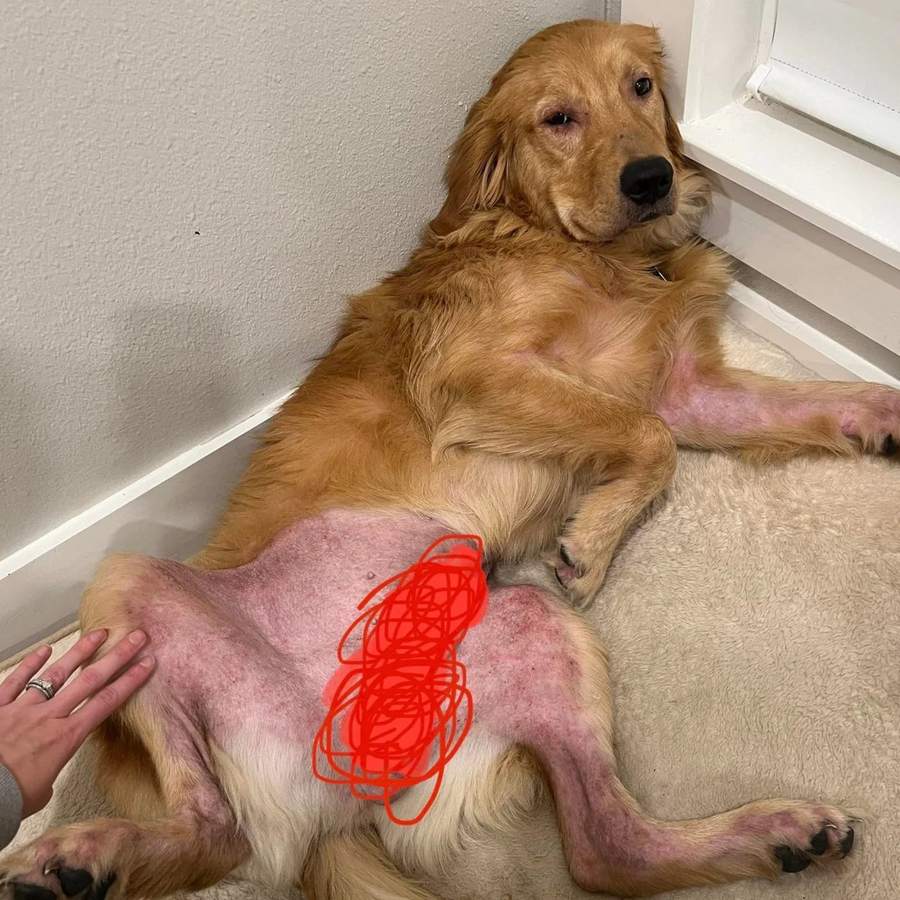 Golden Retriever with a red, raw belly