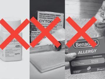 Crossed-out medications: Apoquel, Cytopoint, Fenistil