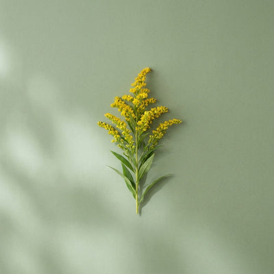Goldenrod