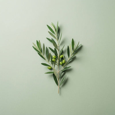 Olive Leaf