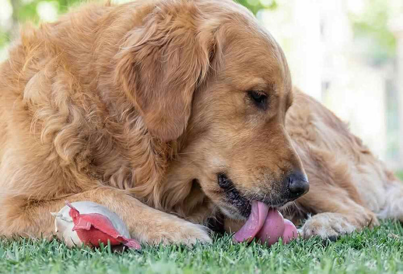 Happy dog