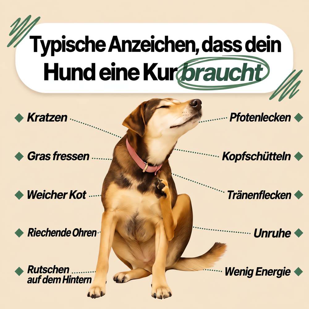 Typische Anzeichen, dass dein Hund eine Kur braucht