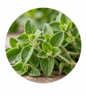 Oregano